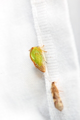 Smiliinae