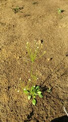 Androsace filiformis