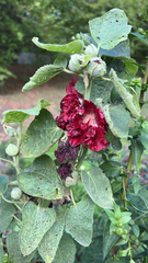 Alcea rosea