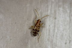 Pseudopamera nitidula