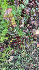 Beta vulgaris