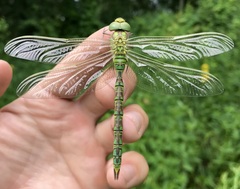 Aeshna viridis