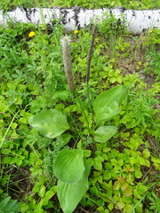 Plantago maxima