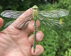 Aeshna viridis