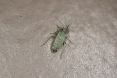 Orthotylus coagulatus