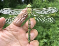 Aeshna viridis