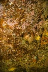 Bovichtus angustifrons