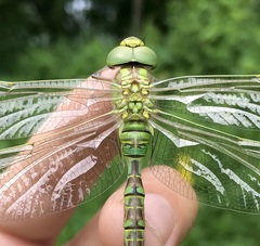 Aeshna viridis