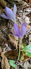 Crocus speciosus