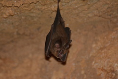Rhinolophus chaseni