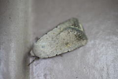 Caradrina montana