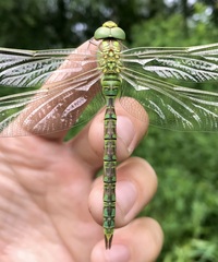 Aeshna viridis
