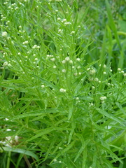 Galatella biflora