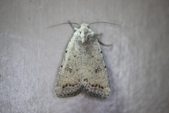 Caradrina montana