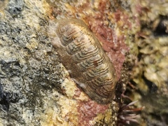 Ischnochiton hakodadensis