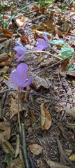 Crocus speciosus