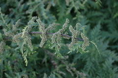 Urtica cannabina