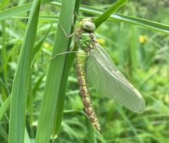 Aeshna viridis