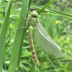 Aeshna viridis