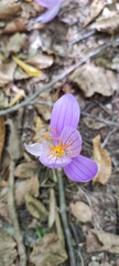 Crocus speciosus