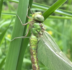 Aeshna viridis