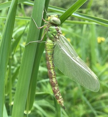 Aeshna viridis