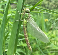 Aeshna viridis