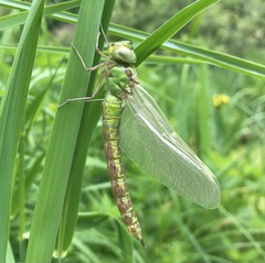 Aeshna viridis