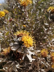 Leucospermum rodolentum