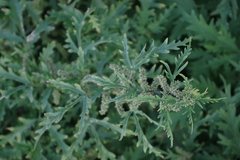 Urtica cannabina