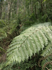 Alsophila spinulosa