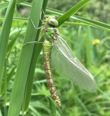 Aeshna viridis