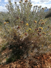 Leucospermum rodolentum