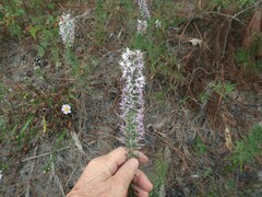 Liatris elegans elegans