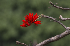 Erythrina variegata