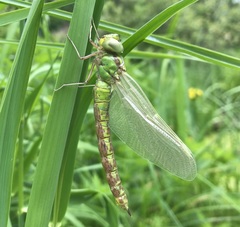 Aeshna viridis