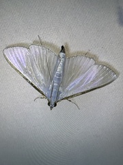 Margaroniini