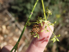 Graphosoma semipunctatum