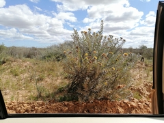 Leucospermum rodolentum