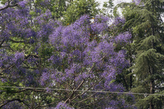 Jacaranda mimosifolia