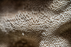 Lentinus brumalis