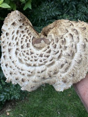 Neolentinus ponderosus