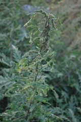 Urtica cannabina