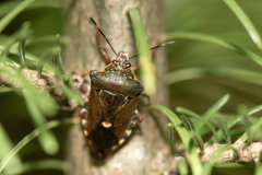 Pinthaeus sanguinipes