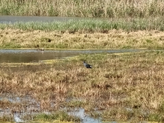 Porphyrio madagascariensis