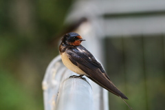Hirundo rustica