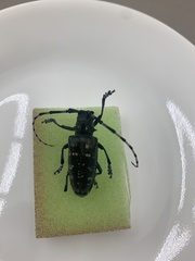 Anoplophora glabripennis