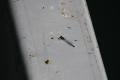 Enallagma cyathigerum