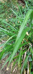 Carex pendula