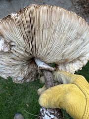 Neolentinus ponderosus